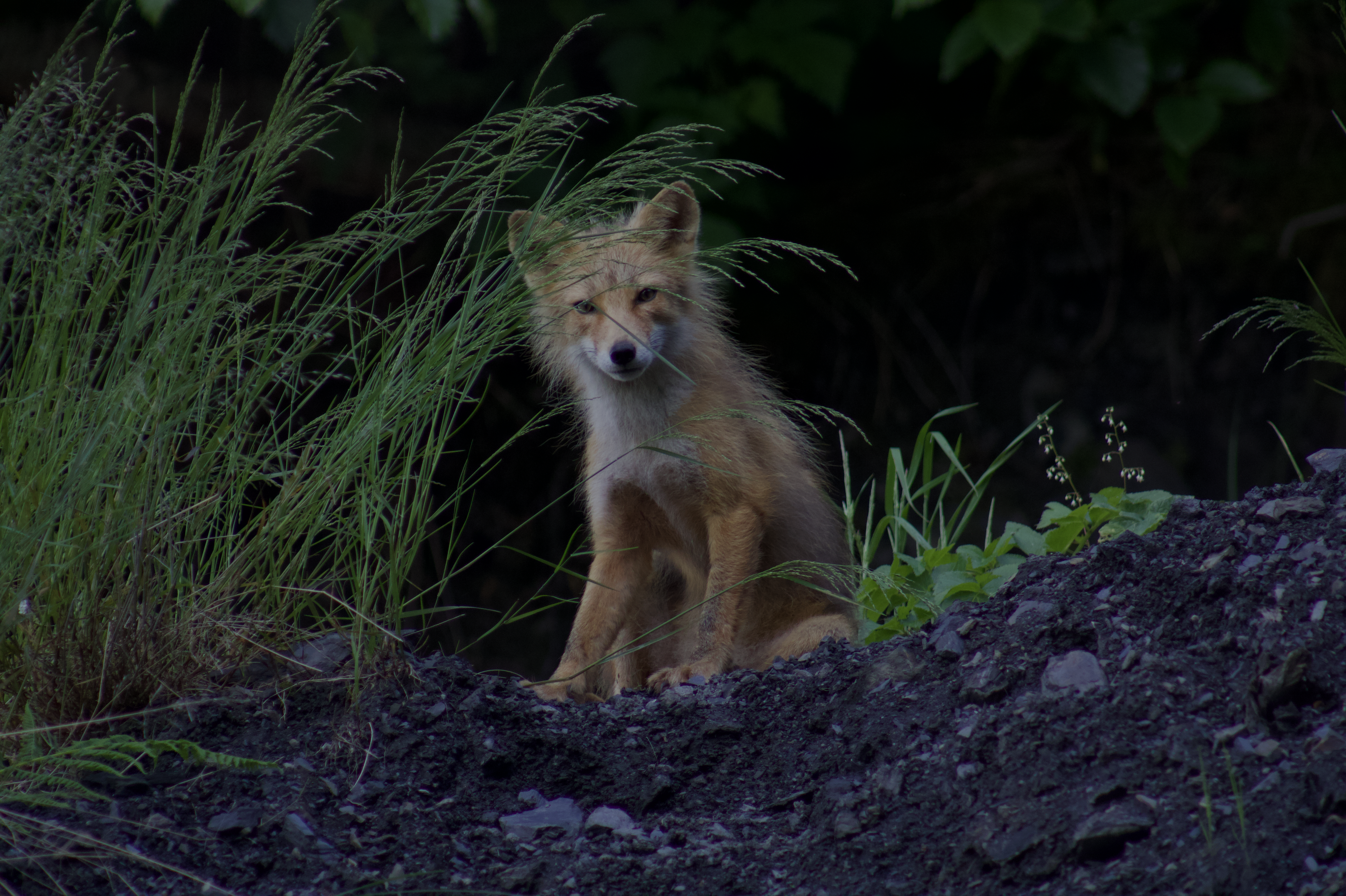 Curious Fox
